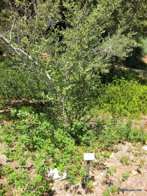 Catalina Island Mountain Mahogany Trees, an endangered Species the RSABG is rehabilitating