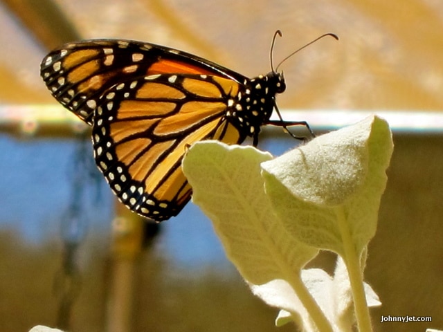 Monarch Butterfly in Butterfly Pavillion, Rancho Santa Ana Botanic Garden
