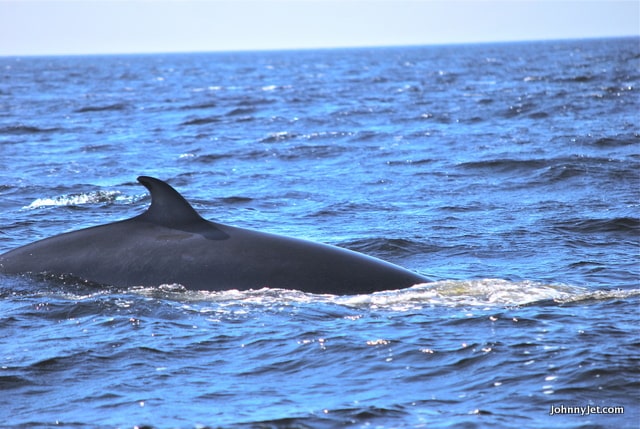 Whale Watching in Saint Lawrence River