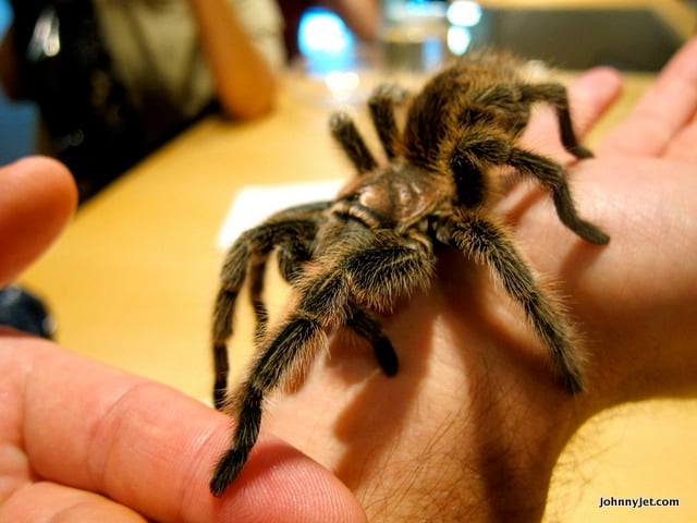 The Musee du Fjord's resident tarantula, Rosie.