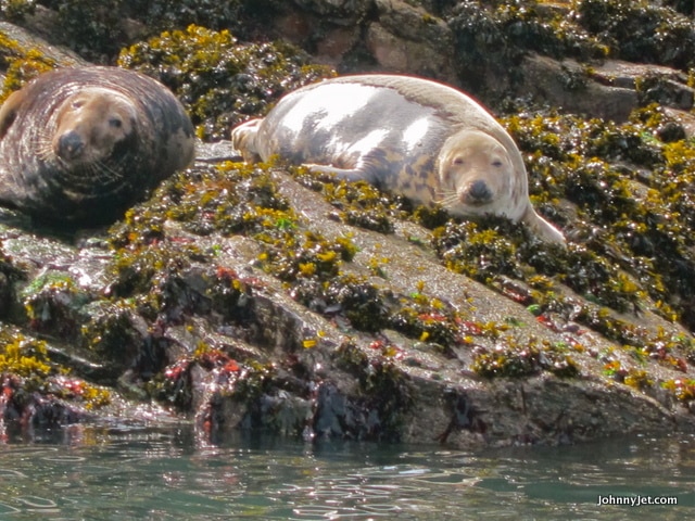 Furry Seals on the coast