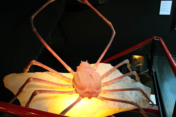 World's Largest Crab at Museum of Curious Objects