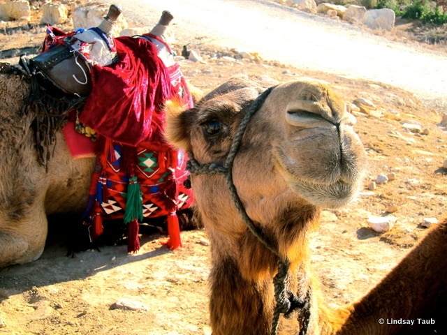 Camel trekking in the Negev Desert