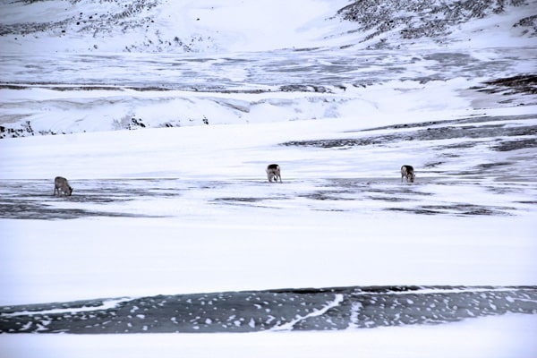 Svalbard reindeer trying to find food under the icecap