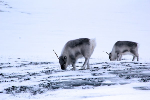 Svalbard reindeer have an extra thick coat to protect against the harsh winter cold