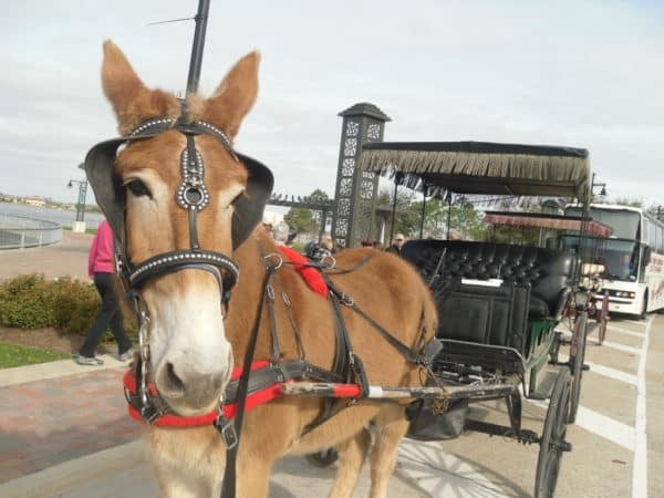 Carriage ride through Margaret Place Historic District