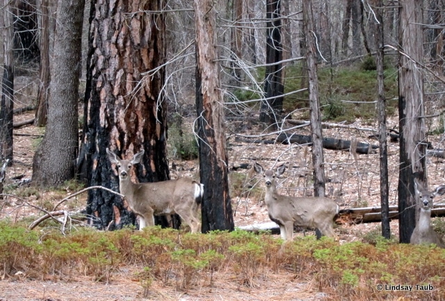 Spotting wildlife in Yosemite