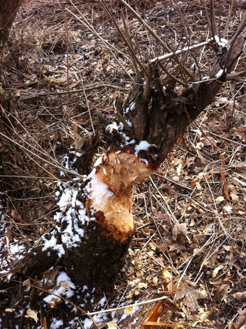 The tell tale sign of a beaver