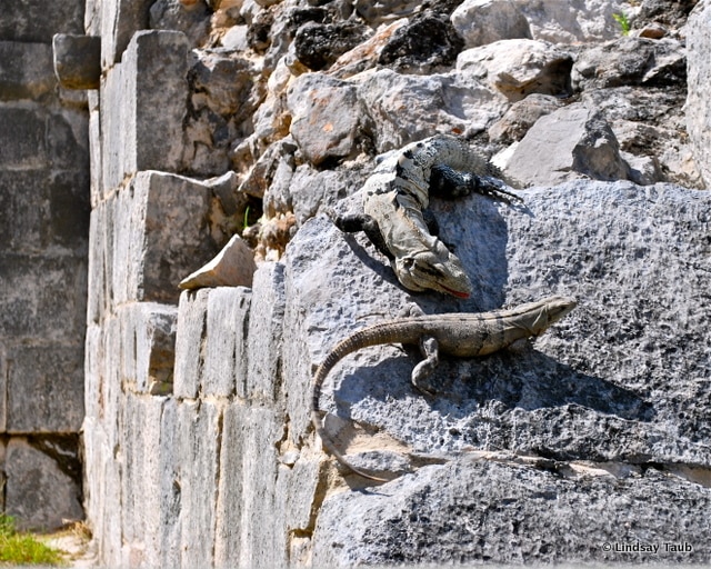 Iguanas at Chichén Itzá