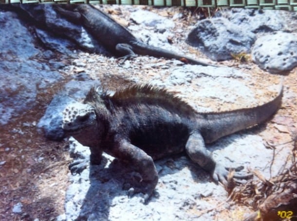 The creatures in the Galapagos Islands.