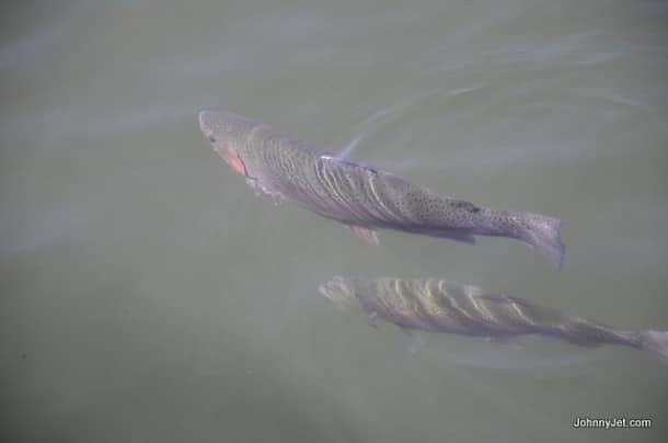 Trout in lake