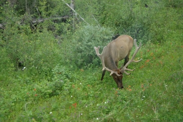 Elk beside the Icefields Parkway in Banff