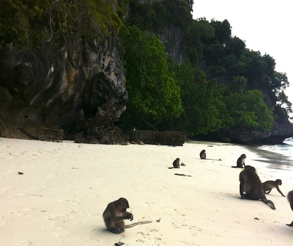 Monkey Mayhem on the beach -Phi Phi Don