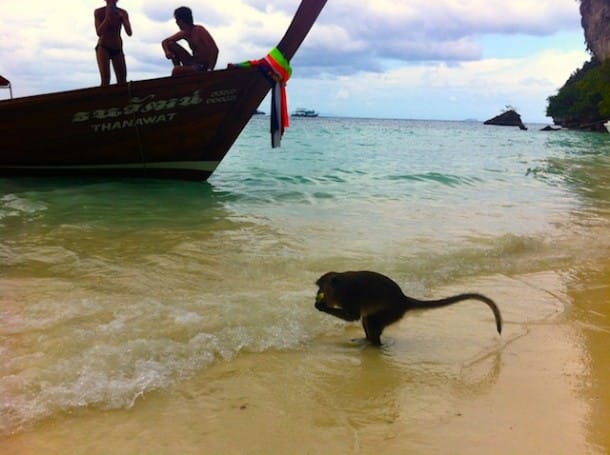 Monkeys like to wash their fruit as they come out of the jungle on the beach.