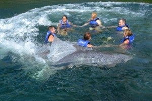 Delphinus at Xel-Ha