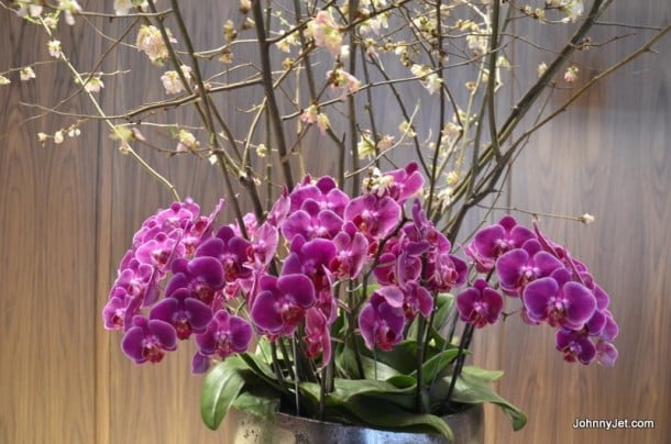 Lobby orchids
