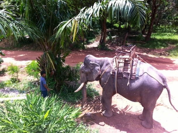 elephant in Koh Lanta