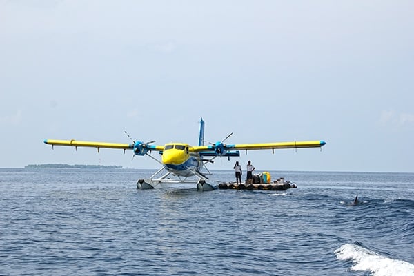 Dolphins jumping just after landing