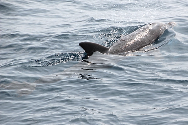 Spotting bottlenose dolphins 