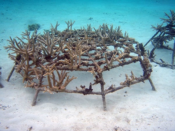 Anantara Kihavah Coral Adoption Program