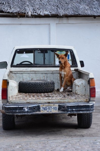 San Javier Dog