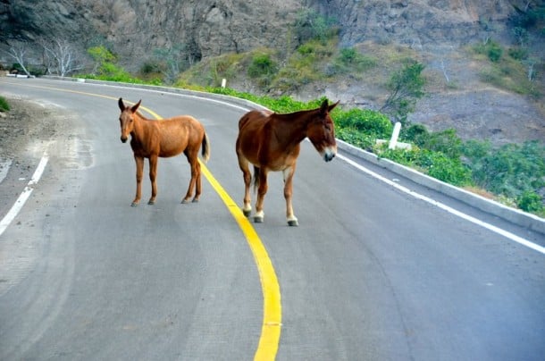 Mules on highway