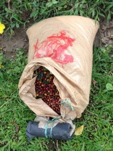 Bagged coffee cherries at Hacienda Valencia