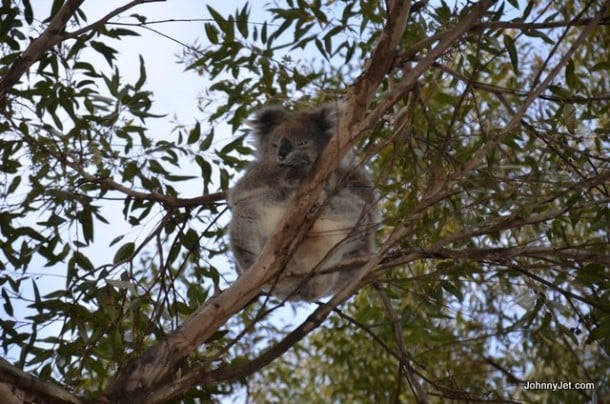 Koala upclose
