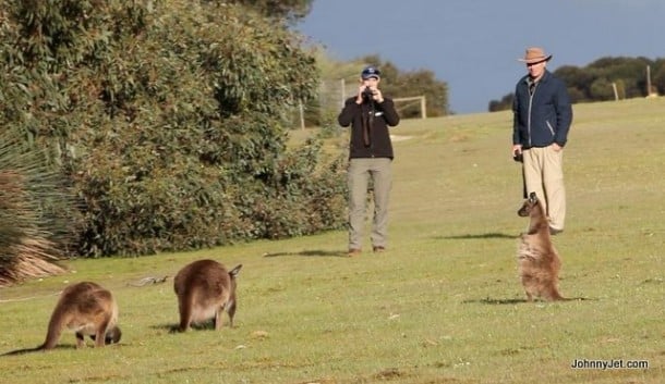 Kangaroo's on Kangaroo Island