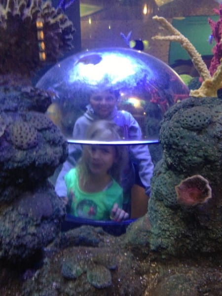 Playing inside aquarium exhibits.