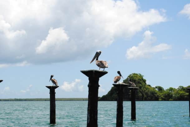 Los Haitise's Pelicans