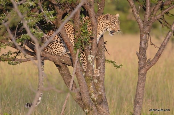 Leaopard in a tree in Masai Mara