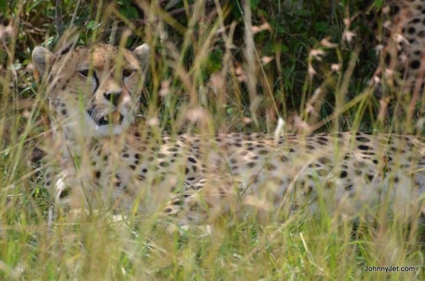 Cheetah in the wild