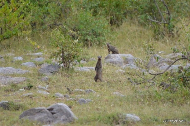 Mongoose in Masai Mara