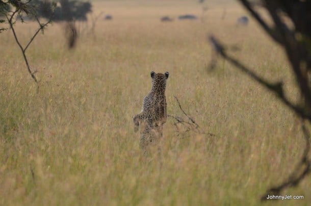 Leopard on the prowl in Masai Mara