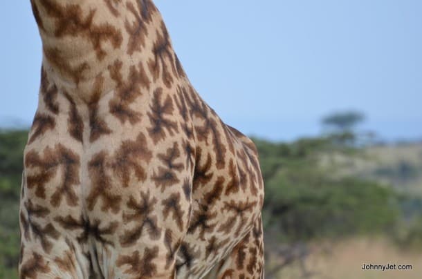 Giraffe upclose