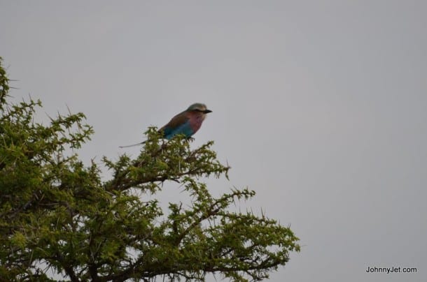 Lilac-breasted Roller - Kenya's National Bird