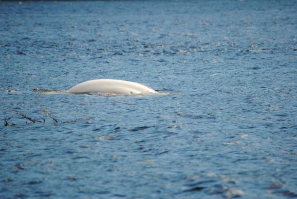 Beluga in St. Lawrence Estuary