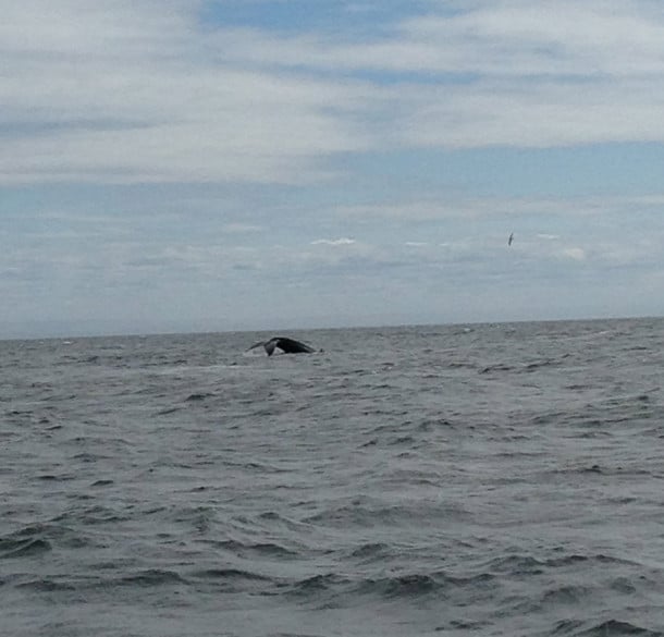 Humpback whale in Tadoussac