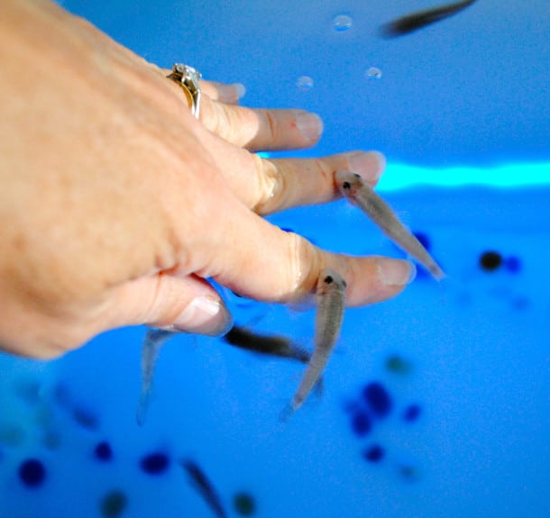 Fish manicure at the spa