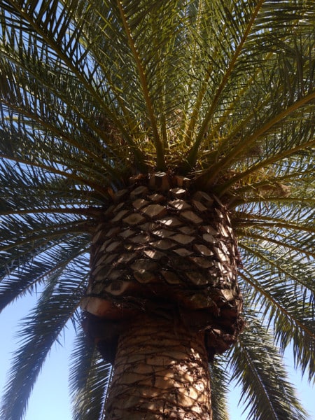 Keeping cool in the shade of a giant palm tree at Bahai Gardens