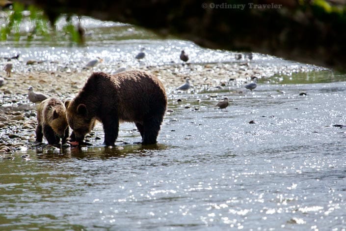 Wild Grizzly Bears in Glendale Cove, British Columbia