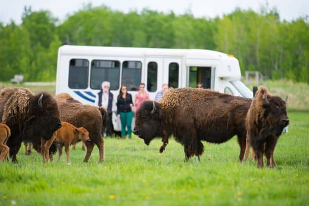 Bison tour at Fort Whyte Alive (Credit: Dan Harper)