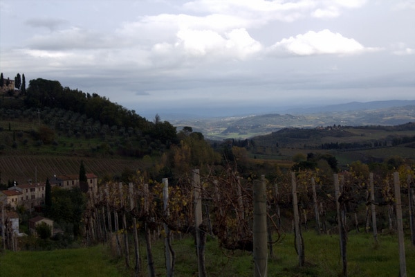 Vineyard near San Gimignano