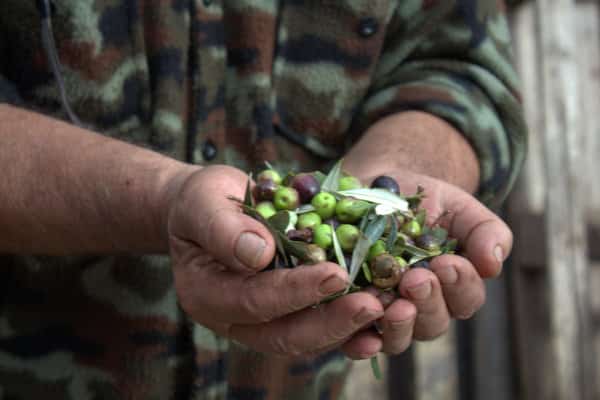 Olives in the hands of the expert - Spello