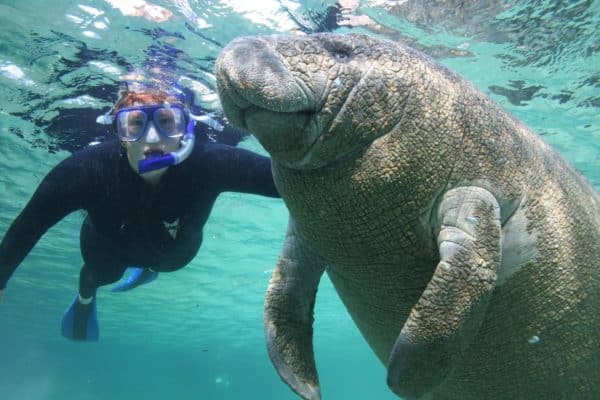 Swimming with manatees in Crystal River, FL