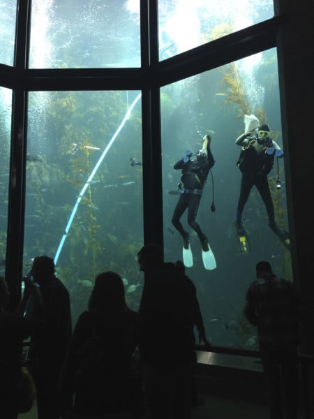 Divers keep the glass clean at Monterey Bay Aquarium's kelp forest exhibit (Credit: Jen Melo)