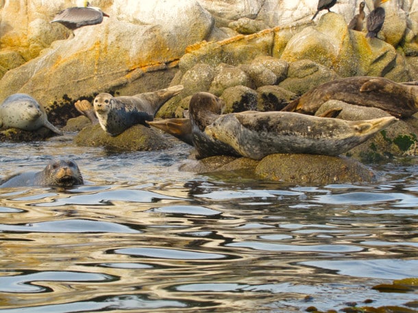Get close to harbor seals while kayaking (Credit: John David Van Kirk)
