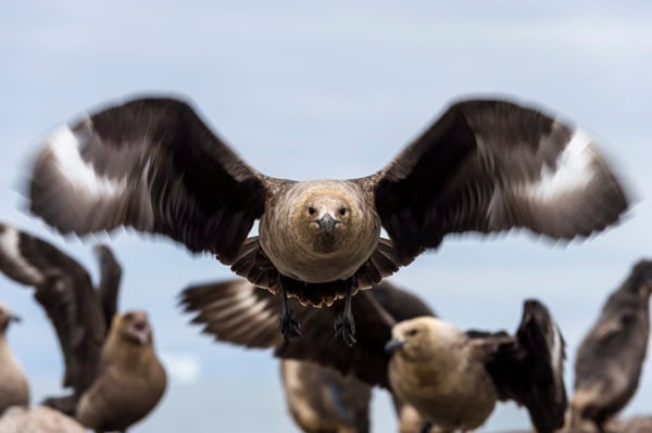 A flock of Skuas (Credit: Jason Edwards National Geographic)