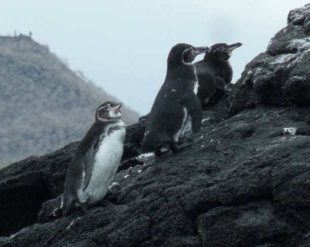 Penguins: Not the only birds in the Galápagos